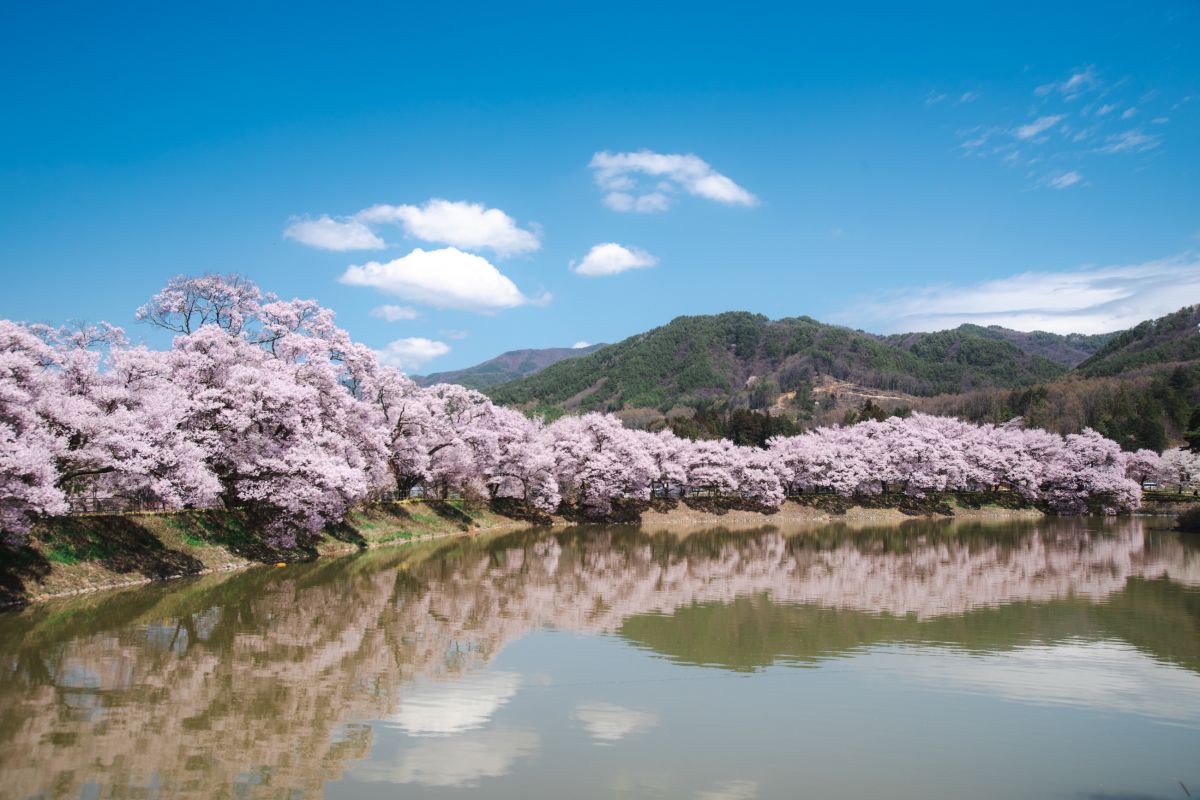 南信州の桜旅　六道の堤